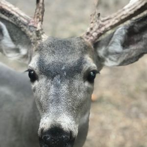 Meet your Posher, Adrian